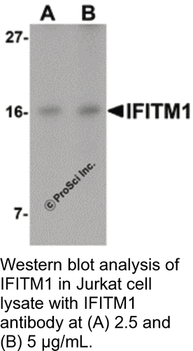 Antibody IFITM1 0.1MG