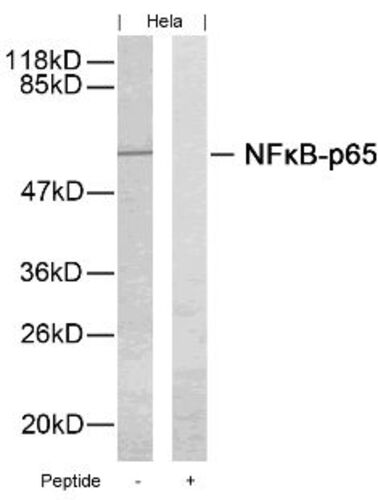 NFkB p65 (Ab 276) Antibody