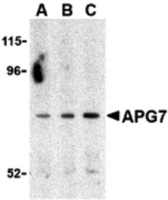 Anti-ATG7 Rabbit Polyclonal Antibody