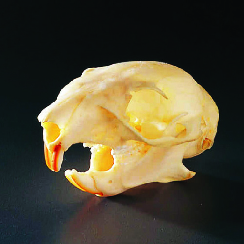 SQUIRREL SKULL NATURAL BONE