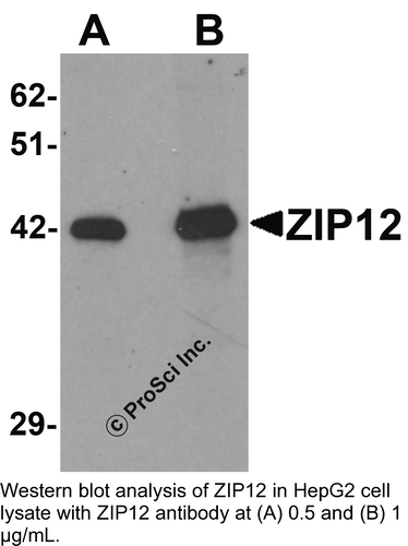 Antibody ZIP12 0.1MG