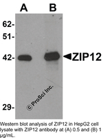Anti-ZIP12 Rabbit Polyclonal Antibody
