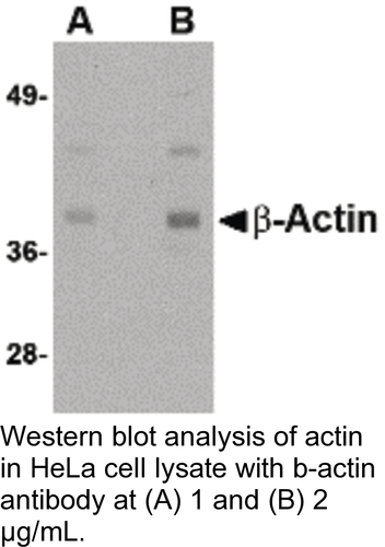 Antibody BETA-ACTIN 0.1MG