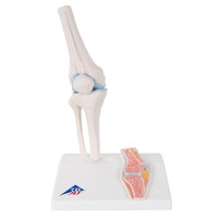3B Scientific® Mini Joint With Cross Section Models