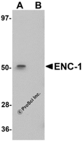 ENC-1 antibody