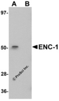 Anti-ENC1 Chicken Polyclonal Antibody