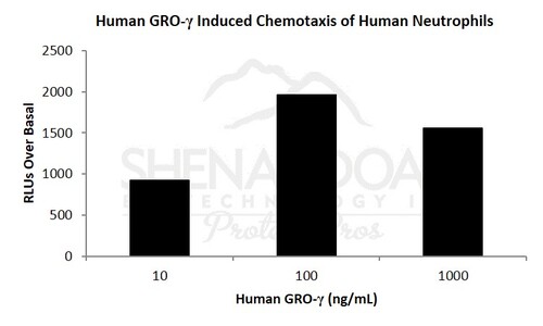 Human Recombinant GROgamma/ MIP-2beta/ CXCL3 (from <i>E. coli</i>)