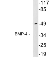 Anti-BMP4 Rabbit Polyclonal Antibody