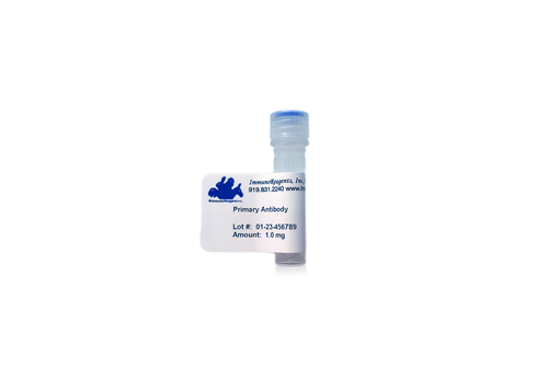 Goat Anti-Cystatin C Ig Fraction ,  ,  Unabsorbed ,  ,  ImmunoReagents Inc. ImmunoReagents# GtxHu-042-B
