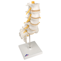 3B Scientific® Spinal Column Sections
