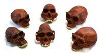 Prehistoric Skull Replicas