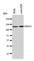 Anti-HDAC5 Rabbit Polyclonal Antibody