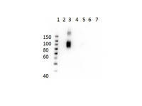 Anti-HbD Mouse Monoclonal Antibody [Clone: 21G1.F1.B9.G9.D11]