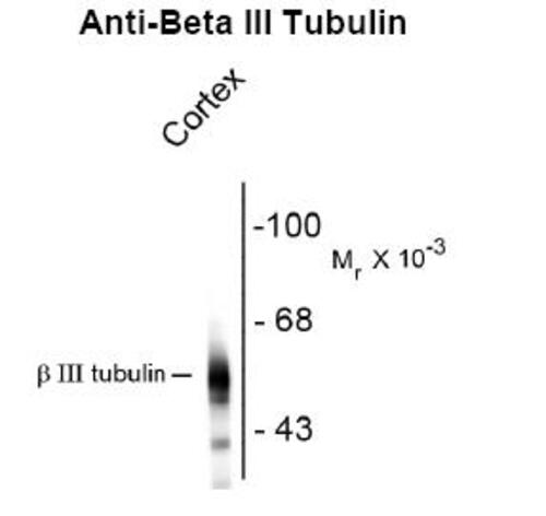 Beta III Tubulin Antibody