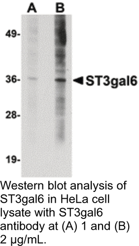 Antibody ST3GAL6 0.1MG
