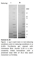 Human Recombinant IL-20 (from E. coli)
