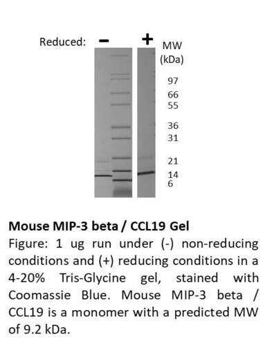Mouse Recombinant MIP-3beta / CCL19 (from <i>E. coli</i>)