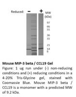 Mouse Recombinant MIP-3beta / CCL19 (from E. coli)
