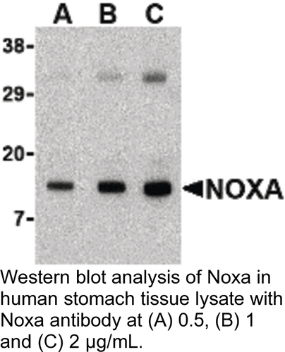 Antibody NOXA 0.1MG