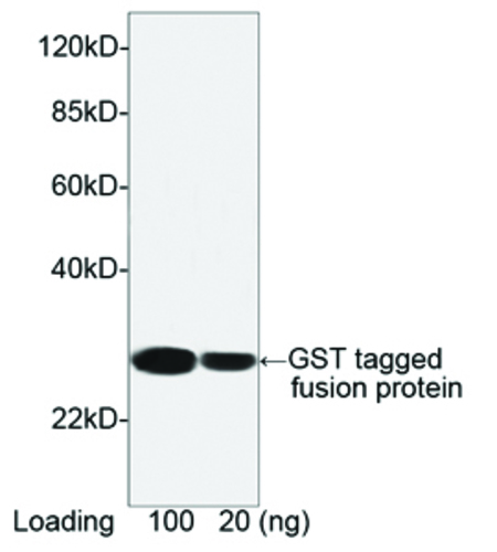The* GST [Hrp], Monoclonal Antibody