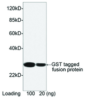 Anti-GST Tag Mouse Monoclonal Antibody [clone: 2F10B9] (HRP (Horseradish Peroxidase))