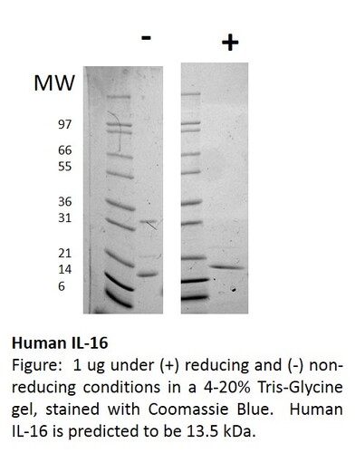 Human Recombinant IL-16 (from <i>E. coli</i>)