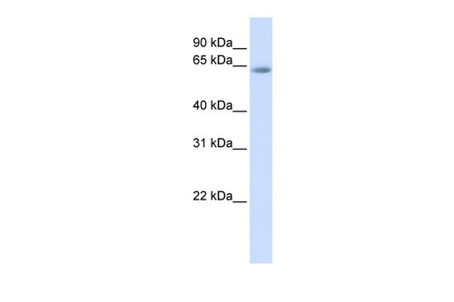 TCF7L2 antibody