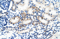 Anti-BMP7 Rabbit Polyclonal Antibody