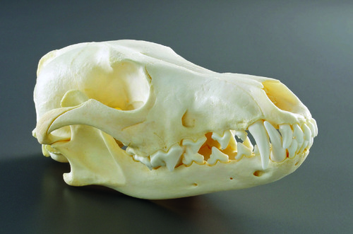 SKULL COYOTE NATURAL BONE