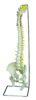 Rudiger® Physiological Spine