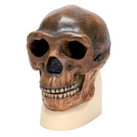 3B Scientific® Introductory Hominids Skull Restoration Series