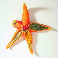 Ward's® Starfish Model