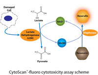 CytoScan™-fluoro Cytotoxicity Assay, G-Biosciences