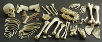 3B Scientific® Introductory Disarticulated Skeleton