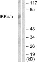 Anti-IKK alpha + beta Rabbit Polyclonal Antibody