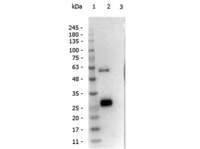 Anti-IgG1 Rabbit Polyclonal Antibody
