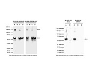 Anti-TNR16 Mouse Monoclonal Antibody [clone: 8J2]