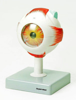 Eisco® Human Eye