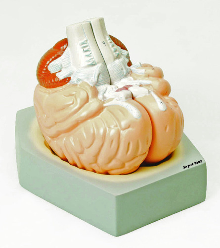 MODEL HUMAN BRAIN