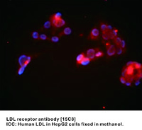Anti-LDLR Mouse Monoclonal Antibody [clone: 15C8]