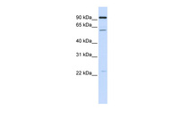 Anti-CDC45 Rabbit Polyclonal Antibody