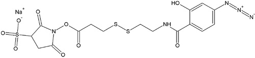 Sulfo-SASD (Sulfosuccinimidyl 2-(4-azidosalicylamido)ethyl-1,3-dithiopropionate)