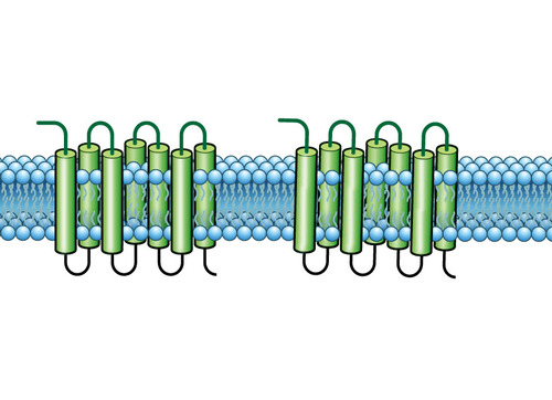 MULTISCREEN™ Human CXCR6 HEK293T HTS Membranes