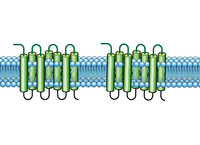 MULTISCREEN™ Human CXCR2 HEK293T HTS Membranes