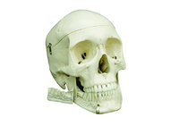 Rudiger® Dentition Skull