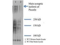 Anti-PCLO Mouse Monoclonal Antibody [clone: 6H9-B6]