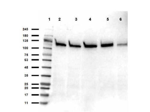 SIRT1 Polyclonal Antibody 25UL