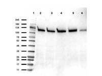 Anti-SIRT1 Rabbit Polyclonal Antibody