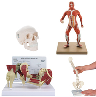 Mini Anatomy Models Bundle