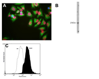 Anti-High-mobility group Protein box 1/HMGB1 Mouse Monoclonal Antibody [clone: B1F3]